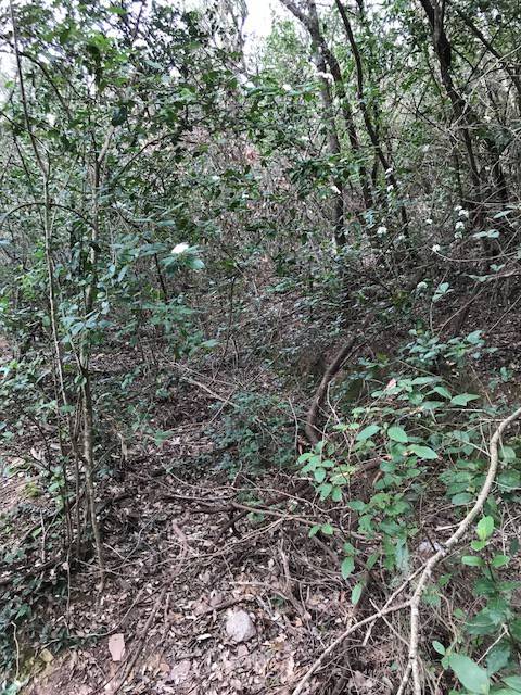 Terreno a Monte argentario in Via Acquedotto Leopoldino - Foto 5