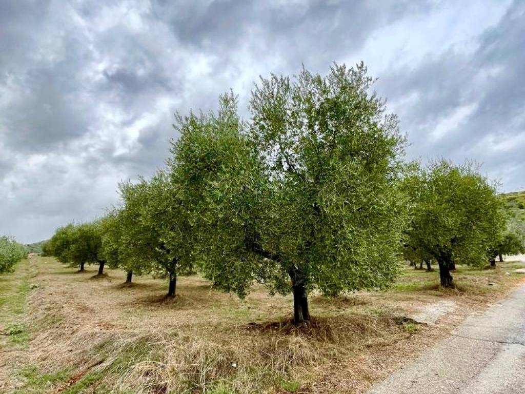 Terreno a Alatri in Via del Convento - Foto 4