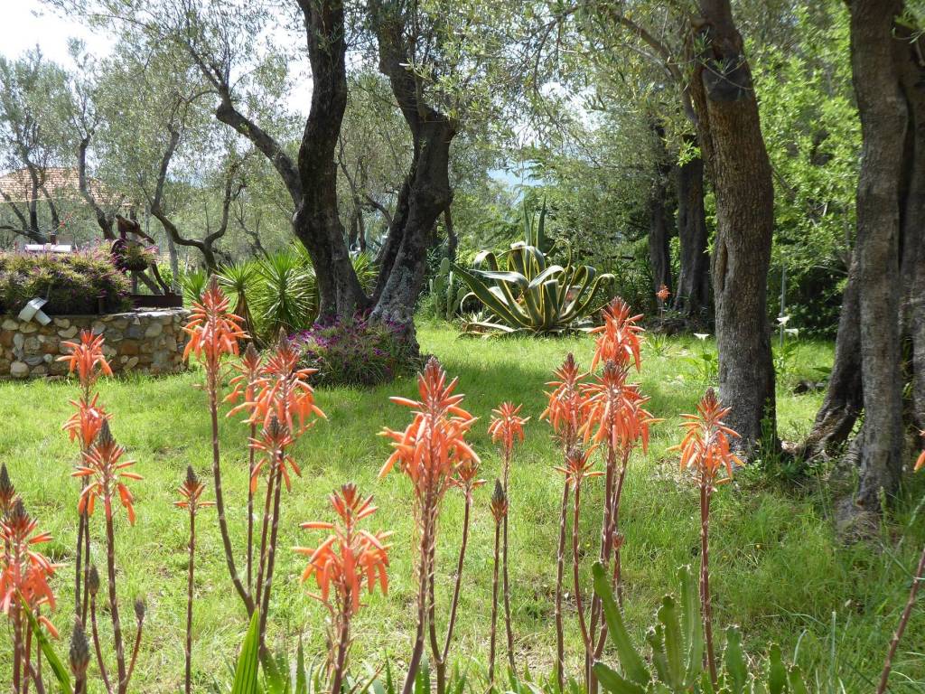 Villa a Albenga in Regione Roberti - Foto 3