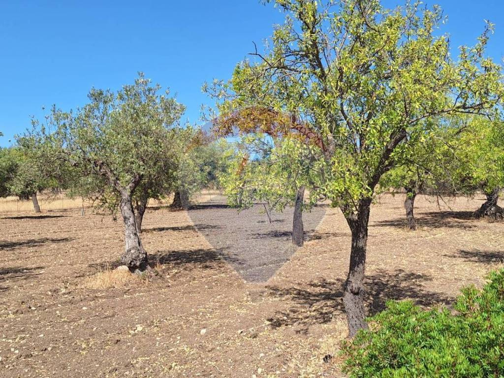 Terreno a Noto in Contrada Belliscala - Foto 3