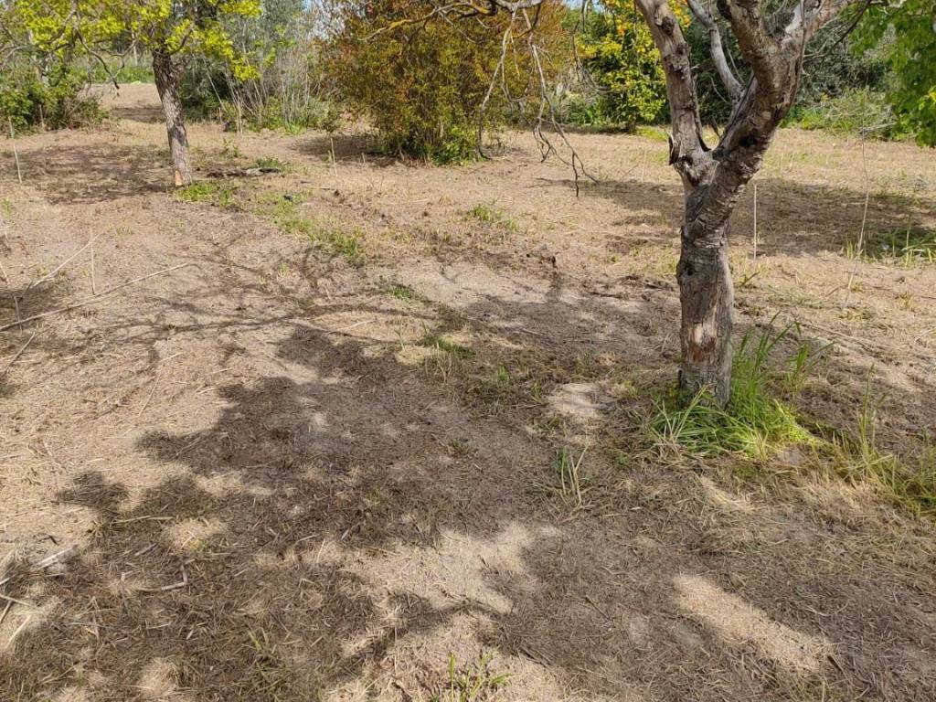 Terreno a Bernalda in Contrada Mercuragno - Foto 2