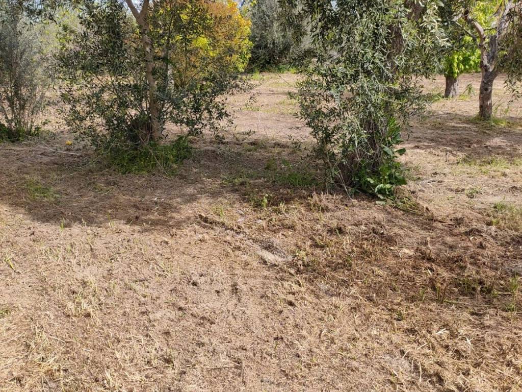 Terreno a Bernalda in Contrada Mercuragno - Foto 4