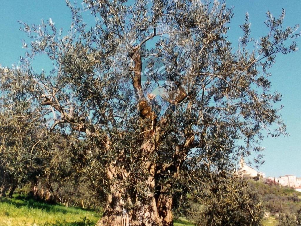 Terreno a Tolentino in C.da Parruccia - Foto 2