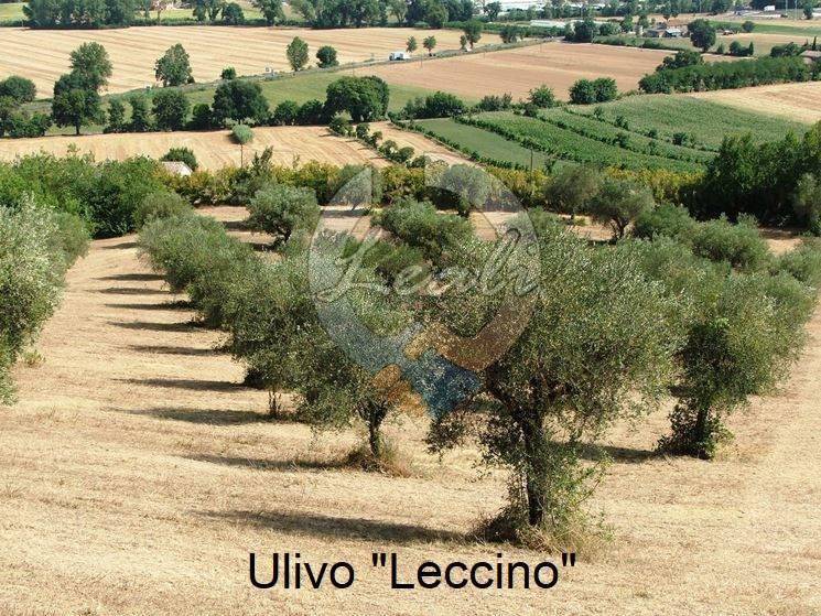 Terreno a Tolentino in C.da Parruccia - Foto 3