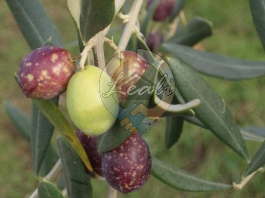Terreno a Tolentino in C.da Parruccia - Foto 5