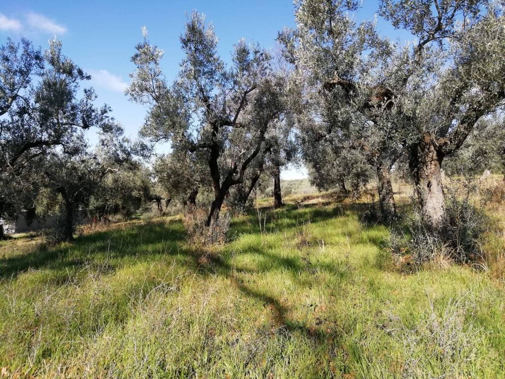 Terreno a Fara in sabina in Via Cianfronara - Foto 3