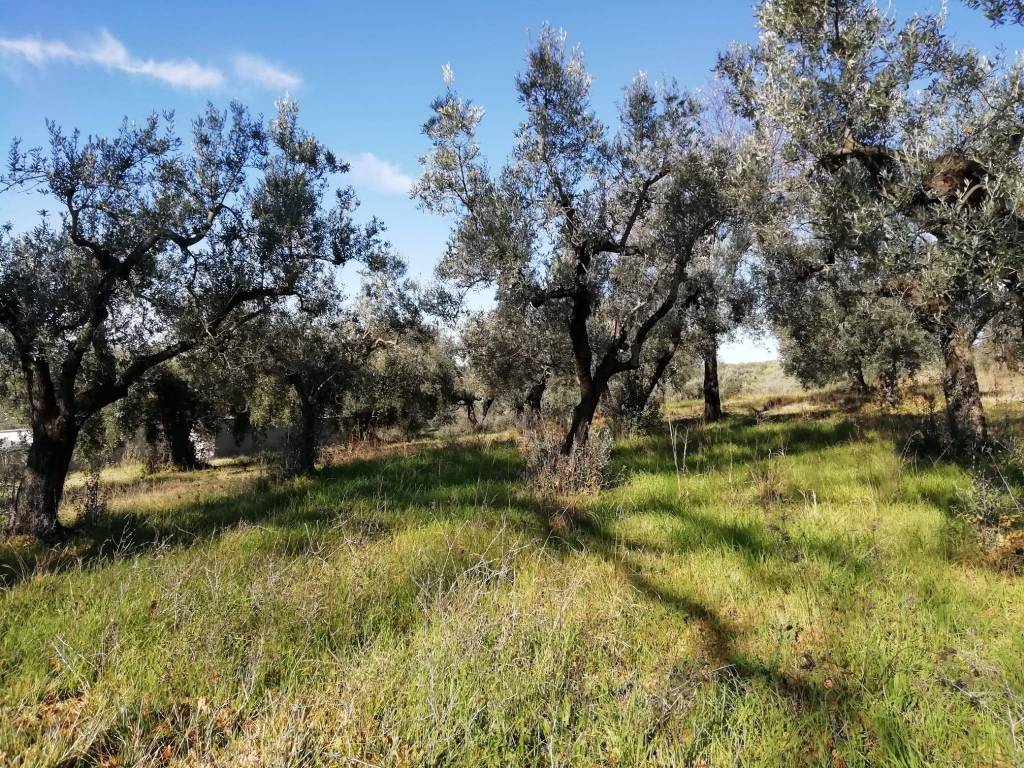 Terreno a Fara in sabina in Via Cianfronara - Foto 4