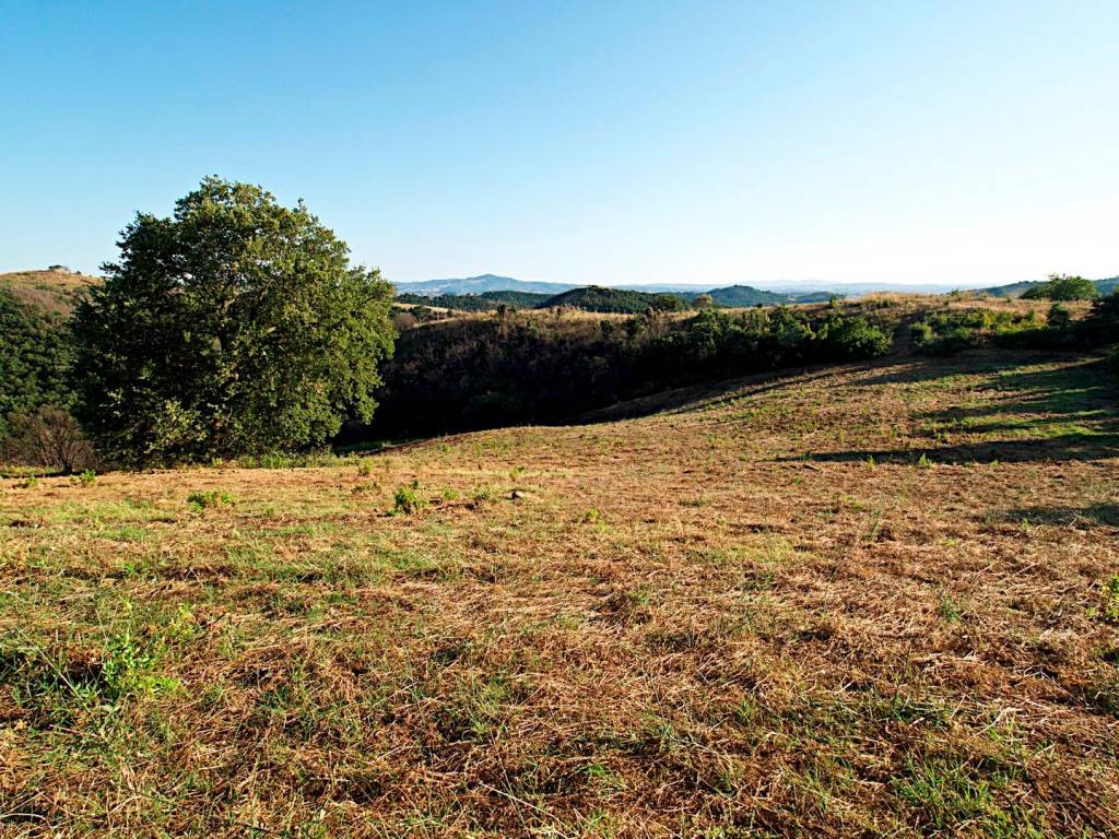 Rustico / casale a Cinigiano - Foto 5