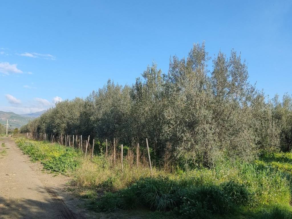 Terreno a Centuripe - Foto 4