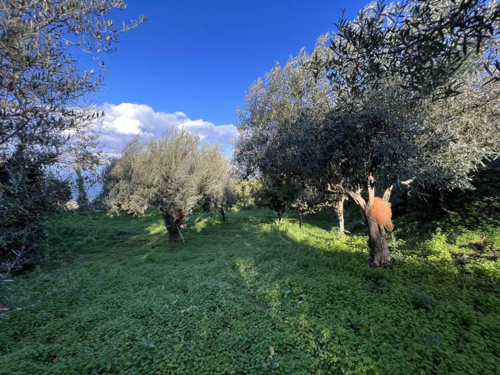 Terreno a Briatico in SP85 - Foto 3