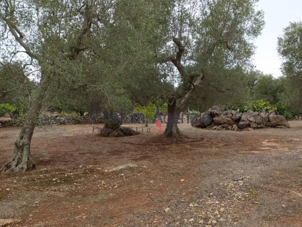 Rustico / casale a Ceglie messapica - Foto 5
