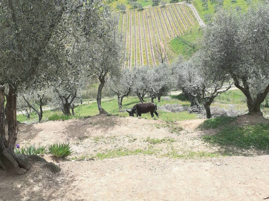Villa a Serravalle pistoiese - Foto 5