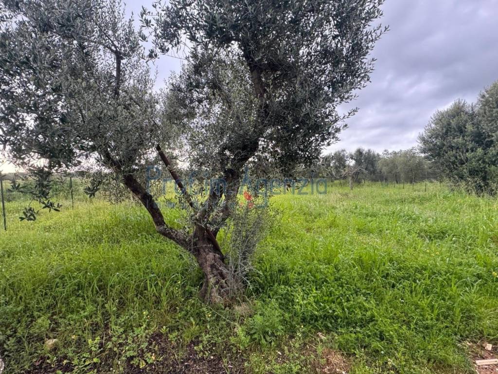 Rustico / casale a Ostuni - Foto 4