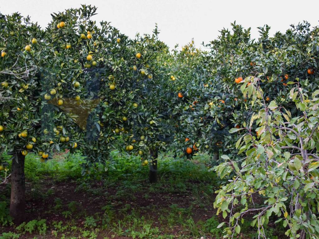 Villa a Noto in Via Tommaso Fazello, 228 - Foto 4