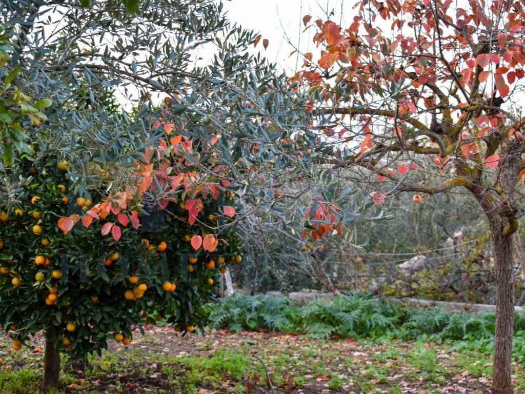 Villa a Noto in Via Tommaso Fazello, 228 - Foto 5