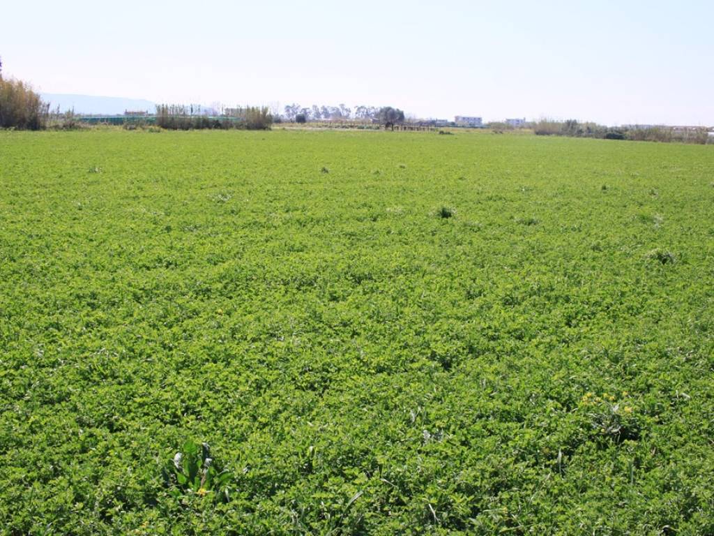Terreno a Scalea in Via della Libertà - Foto 4