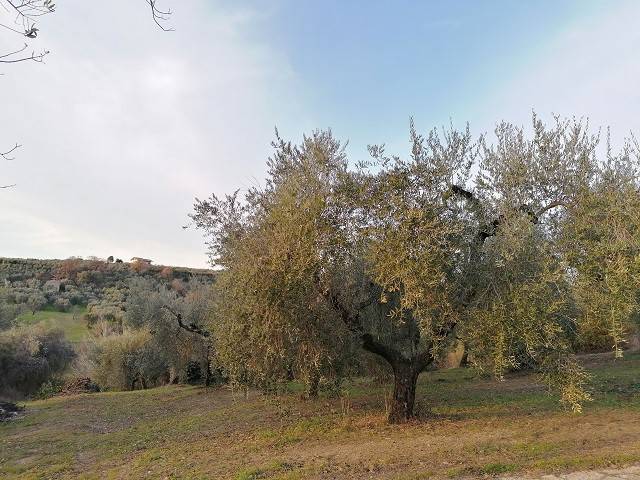 Terreno a Fara in sabina in Via Colle della Noce - Foto 4