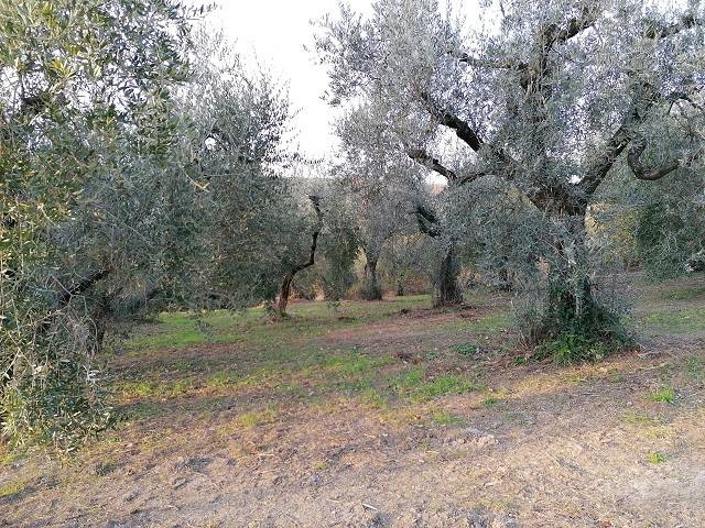 Terreno a Fara in sabina in Via Colle della Noce - Foto 5