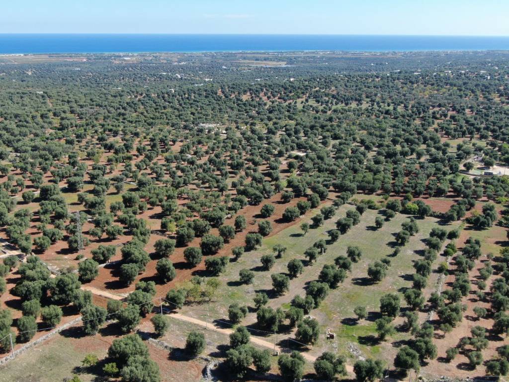 Terreno a Carovigno in SP33 - Foto 4