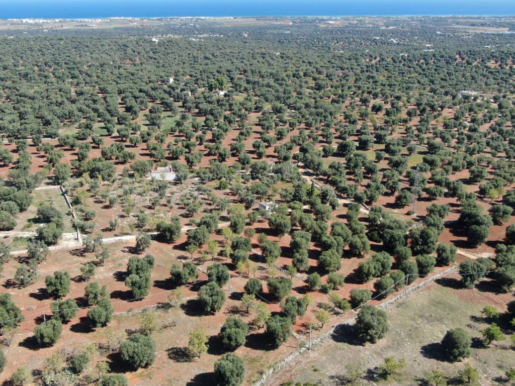 Terreno a Carovigno in SP33 - Foto 5