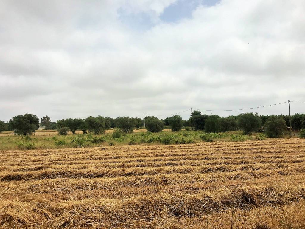 Rustico / casale a Ostuni in Contrada San Salvatore - Foto 4