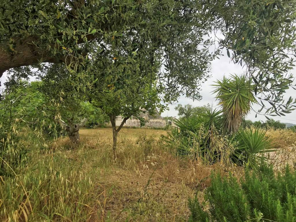 Rustico / casale a Ostuni in Contrada San Salvatore - Foto 5