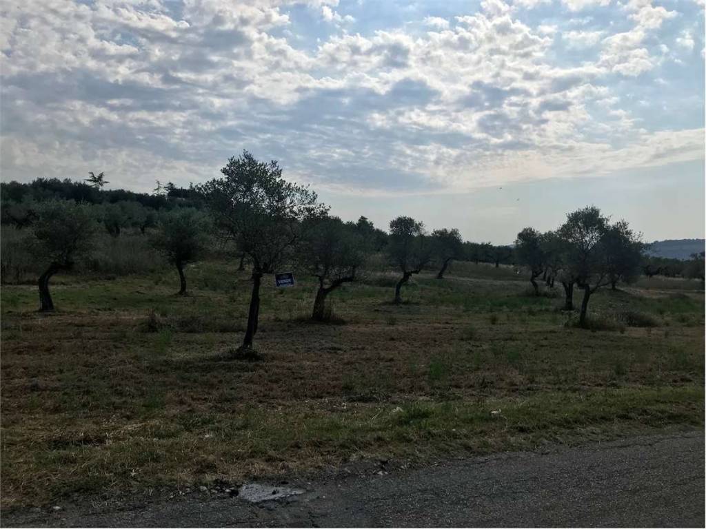 Terreno a Collecorvino - Foto 4