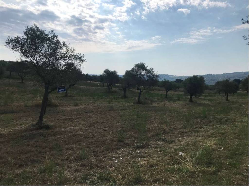 Terreno a Collecorvino - Foto 5