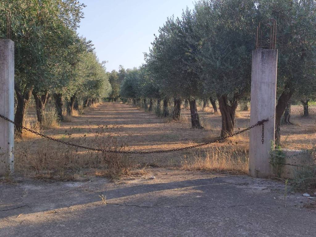 Rustico / casale a Cutrofiano in Strada Vicinale Vecchia del Capo o Caldari - Foto 4