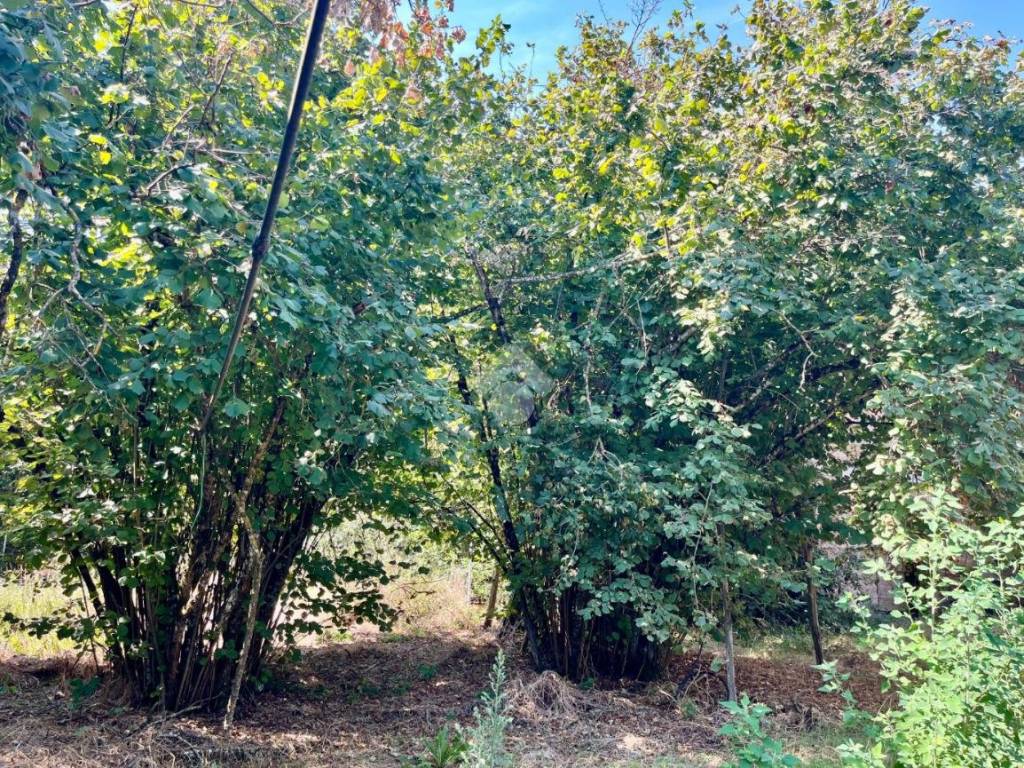 Rustico / casale a Soriano nel cimino in CONTRADA PANTANE - Foto 3