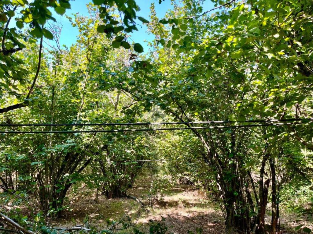 Rustico / casale a Soriano nel cimino in CONTRADA PANTANE - Foto 4