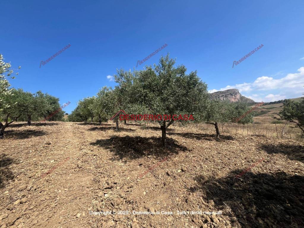Terreno a Collesano in Strada Provinciale delle Madonie - Foto 2
