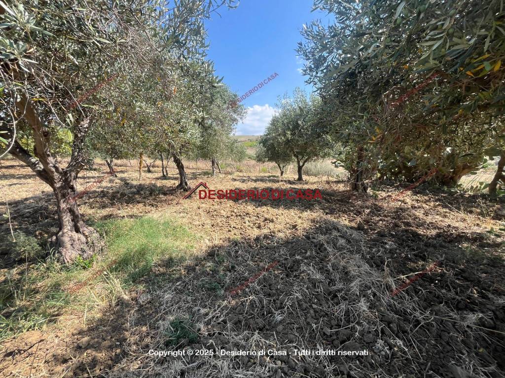 Terreno a Collesano in Strada Provinciale delle Madonie - Foto 5