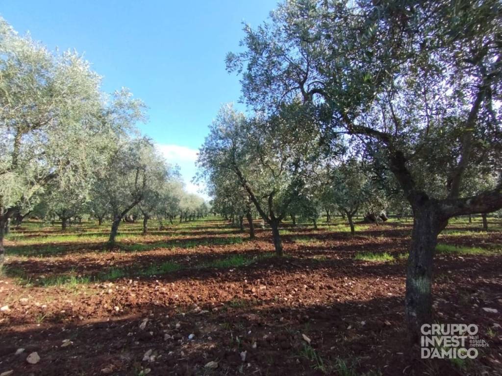 Terreno a Ceglie messapica in contrada montecchie - Foto 5