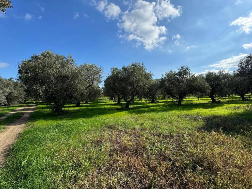 Terreno a San salvo in contrada piane sant angelo, 1 - Foto 2