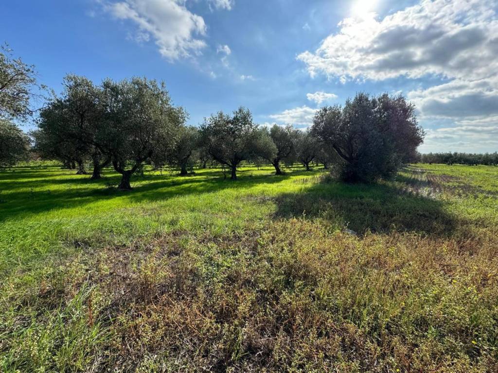 Terreno a San salvo in contrada piane sant angelo, 1 - Foto 3