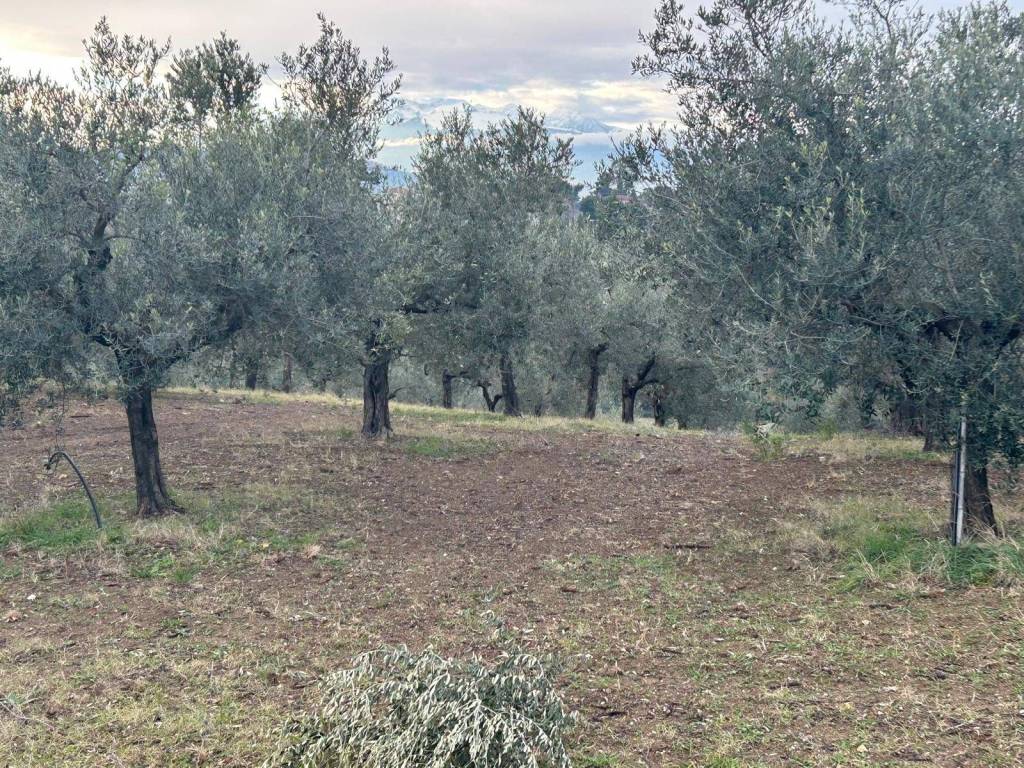 Terreno a Spoltore in Via Quagliera - Foto 5