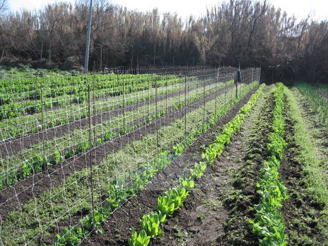 Terreno a Venezia in Via Lido - Malamocco - Foto 3