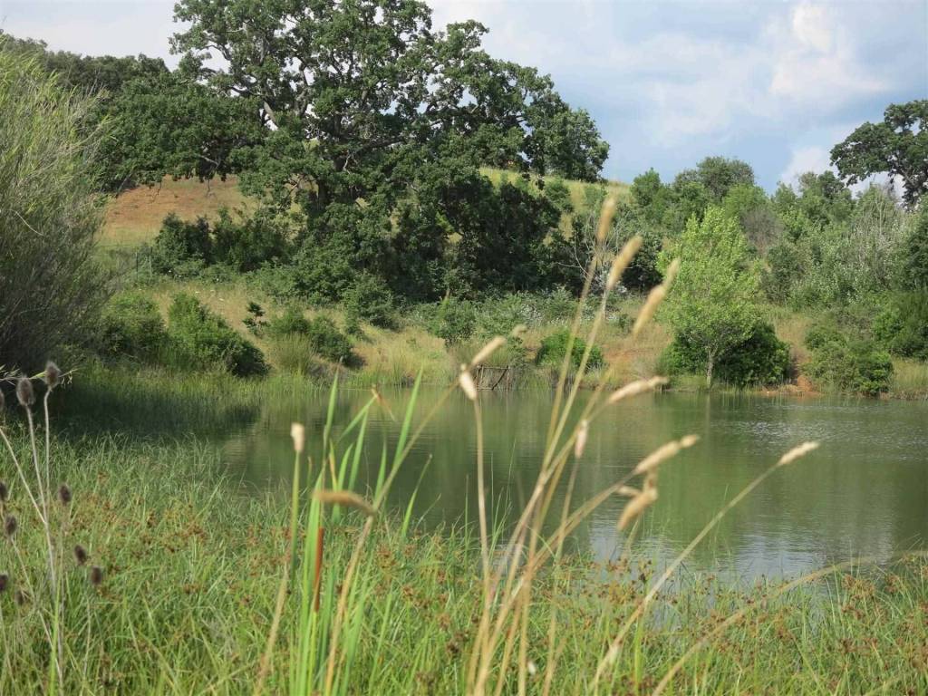 Rustico / casale a Magliano in toscana - Foto 4