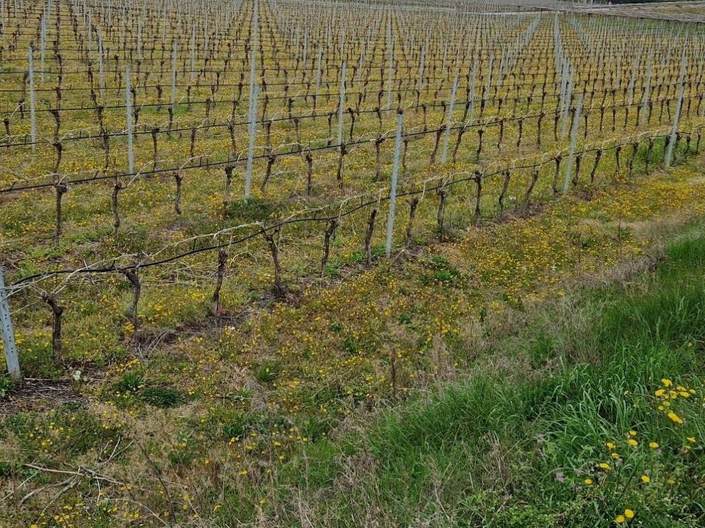 Terreno a Cavaion veronese - Foto 2