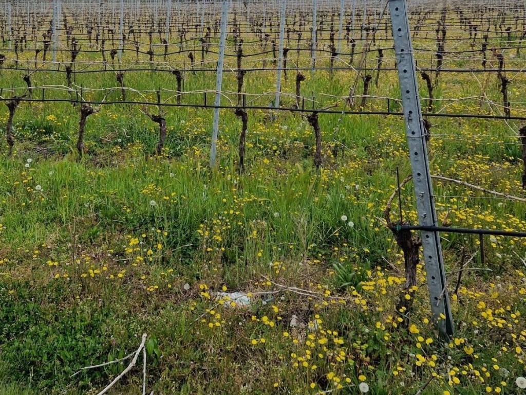 Terreno a Cavaion veronese - Foto 4