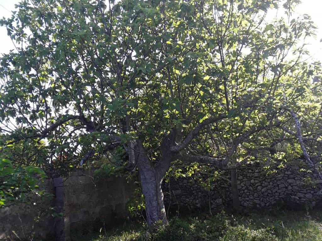 Terreno a Maglie in Via Comunale Esterno Fraganite - Foto 4