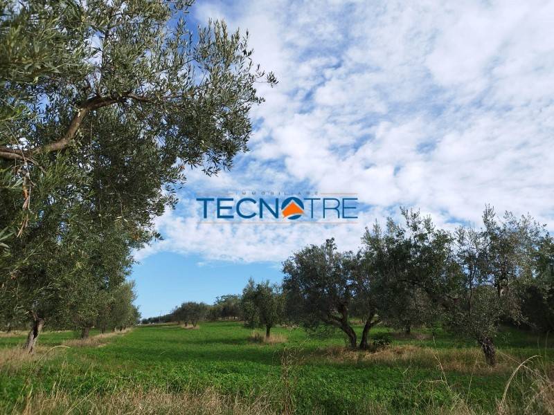 Terreno a Controguerra in Contrada San Venanzo - Foto 4