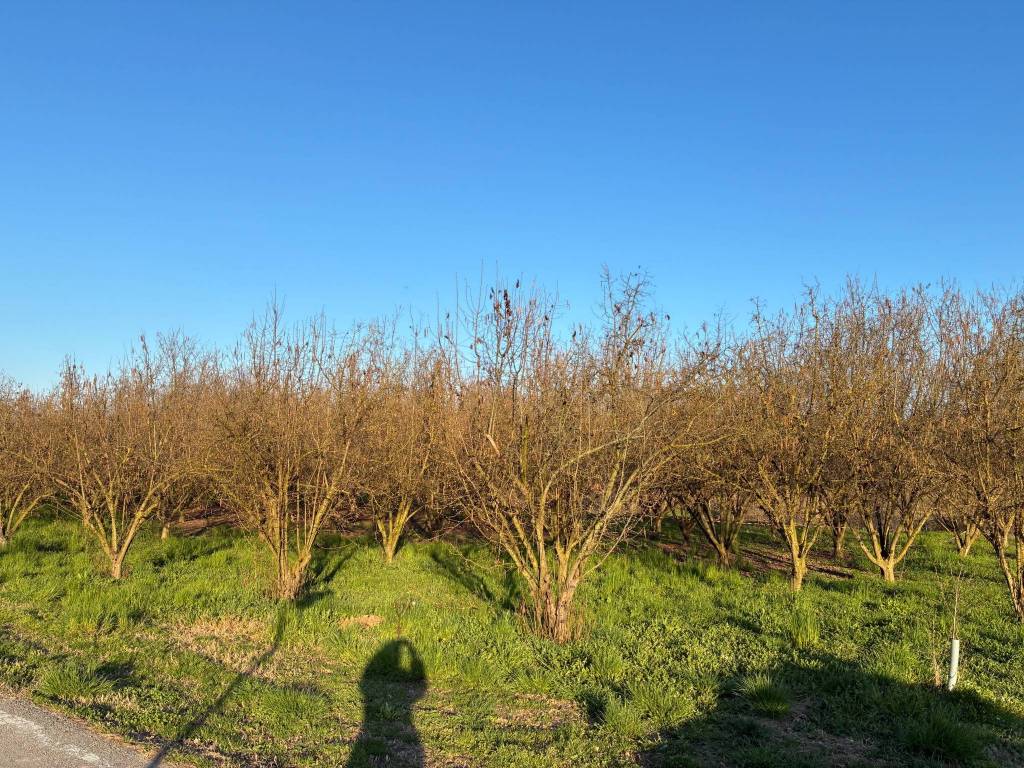 Terreno a Alba in Località Ravinali - Foto 2