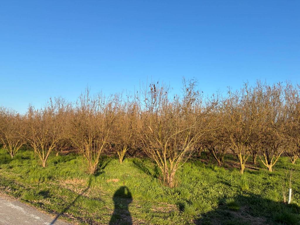Terreno a Alba in Località Ravinali - Foto 3