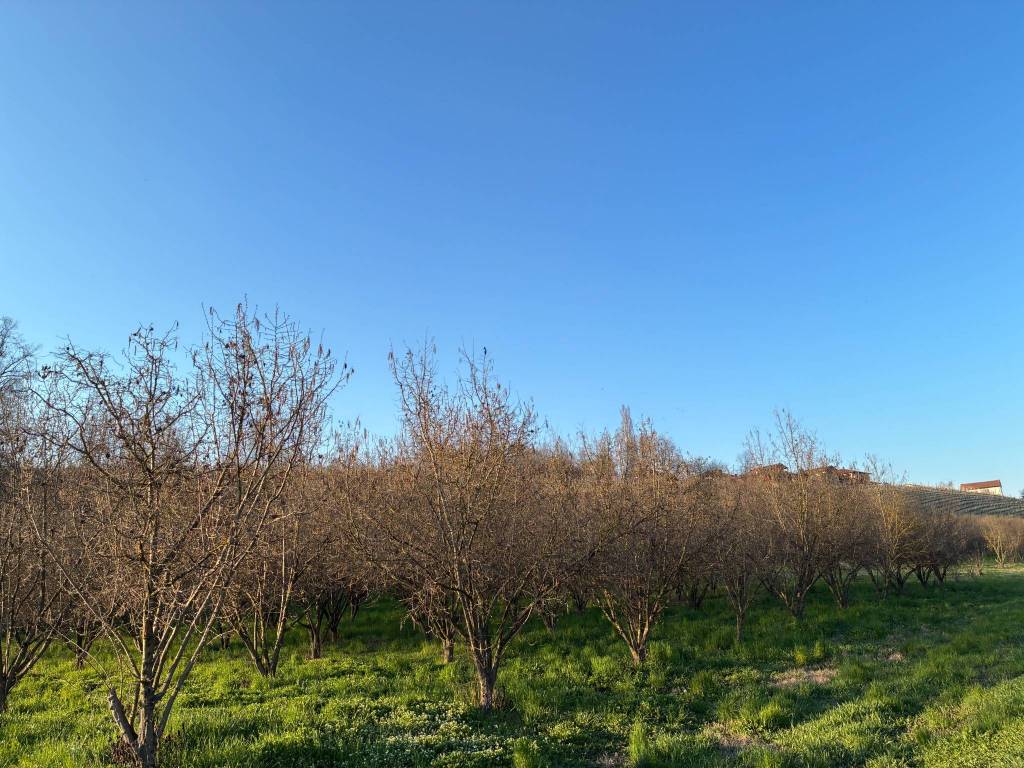 Terreno a Alba in Località Ravinali - Foto 4