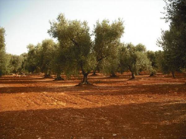 Rustico / casale a Ostuni in Contrada Macchia Grande - Foto 5