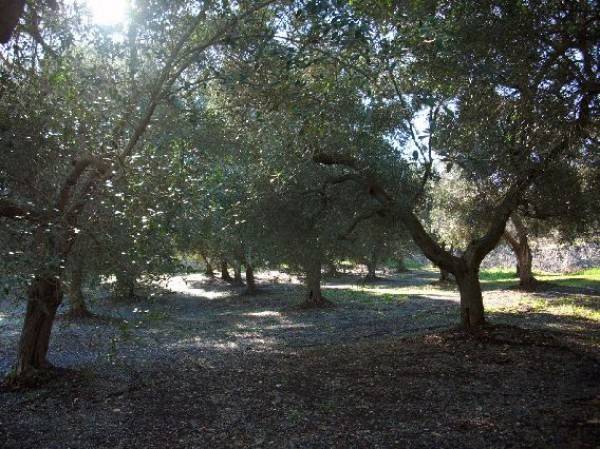 Rustico / casale a Ostuni in Contrada San Benedetto - Foto 4