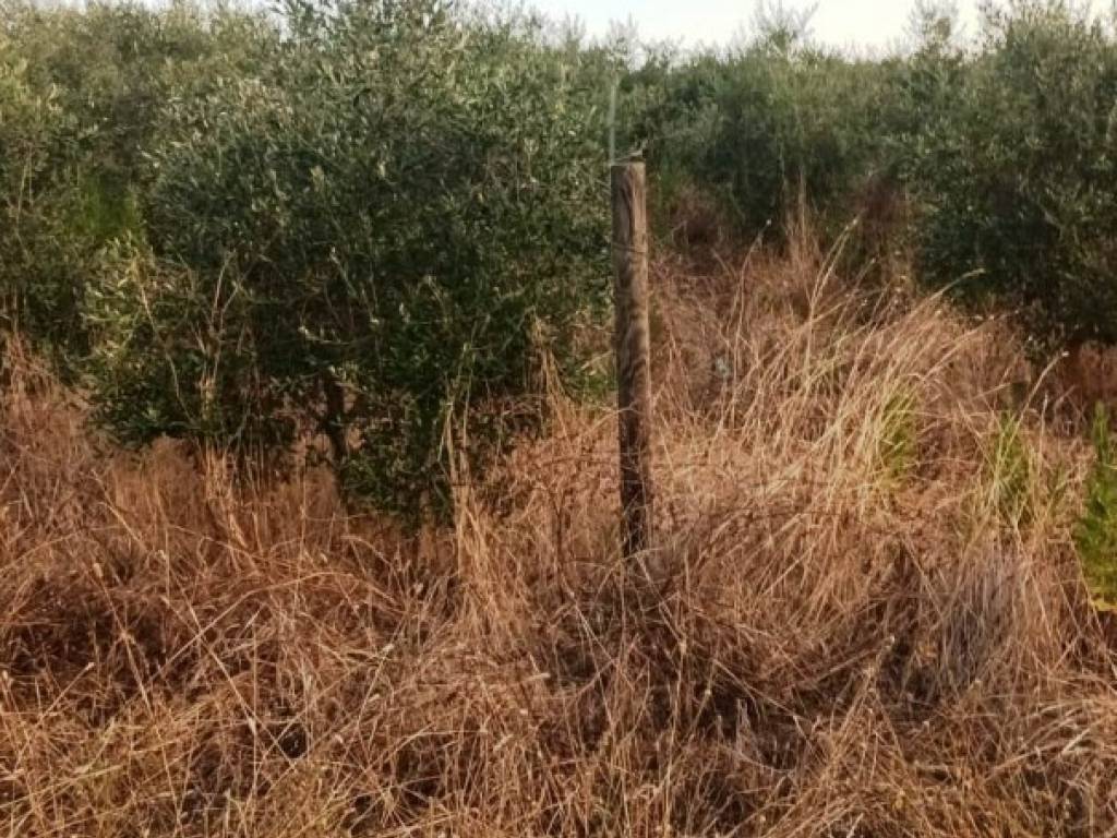Terreno a Magliano in toscana in Frazione zona Colle di Lupo, 1 - Foto 2