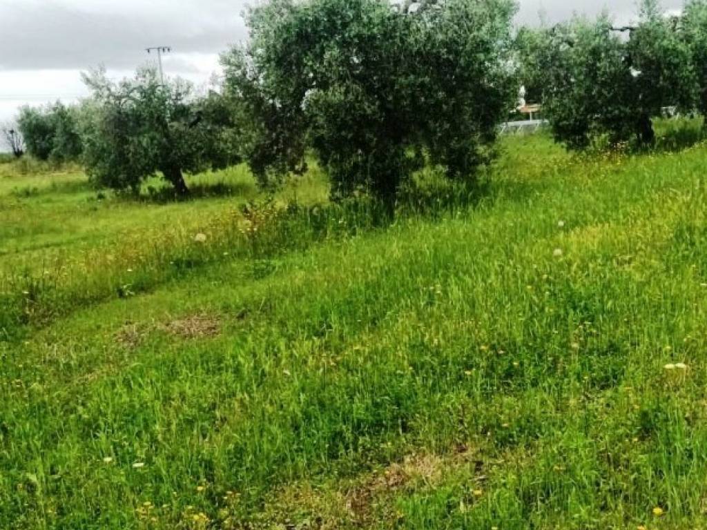 Terreno a Magliano in toscana in Frazione zona Colle di Lupo, 1 - Foto 5